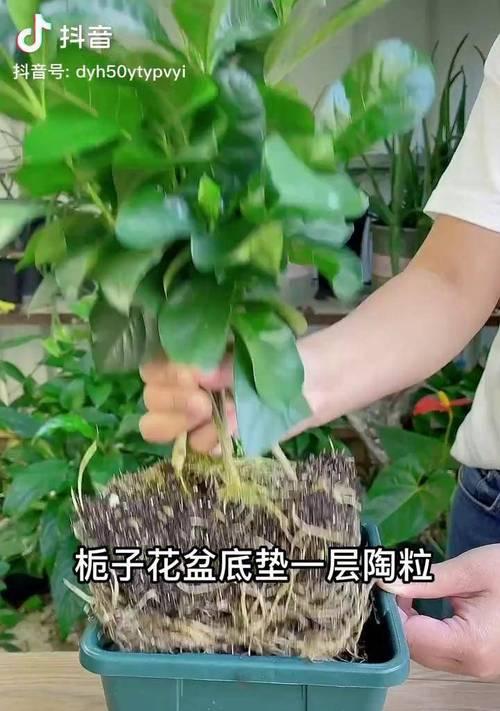 栀子花烂根了怎么办？如何进行根部治疗？