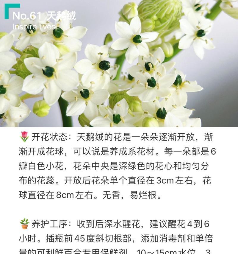 天鹅绒花卉的养殖技巧和常见问题有哪些？