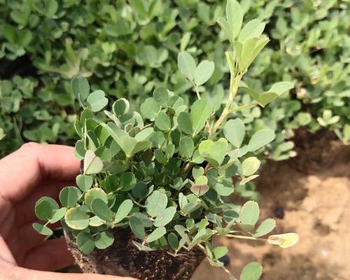 盆栽三叶草的种植技巧是什么？