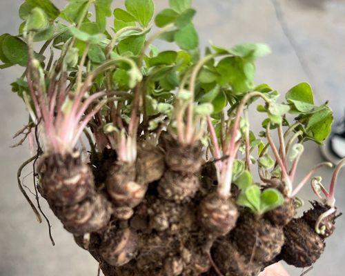 盆栽三叶草的种植技巧是什么？