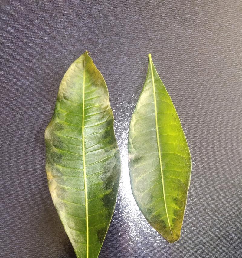 叶子变色的植物有哪些？哪些因素会导致叶子变色？