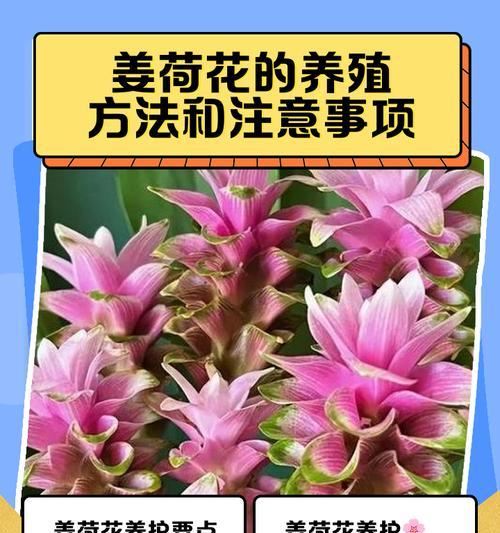姜花的种植技巧有哪些？