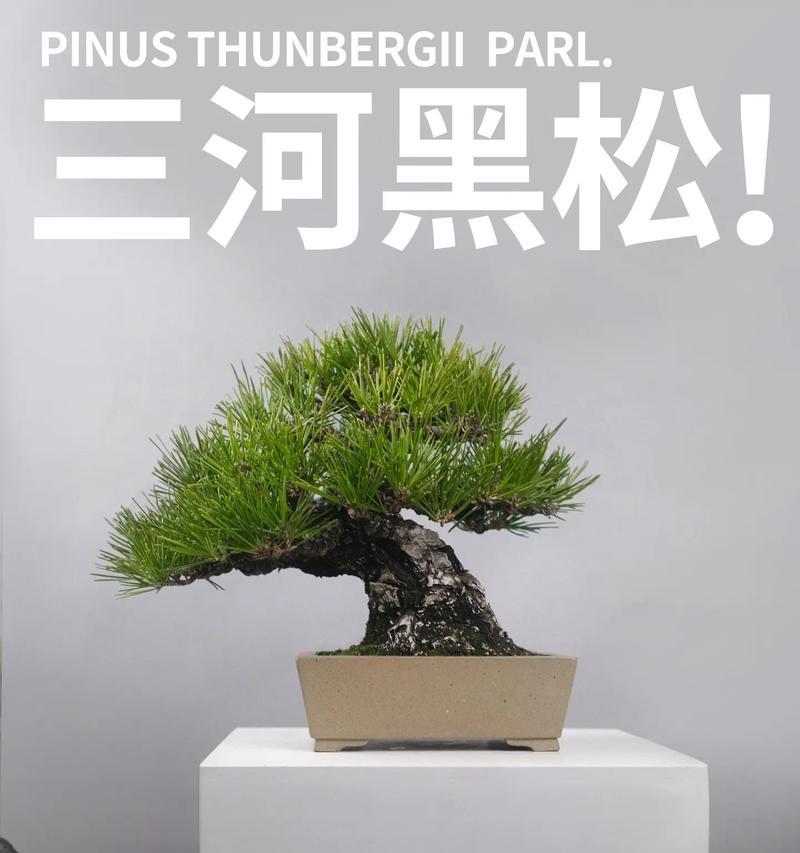 黑松什么时候换盆？黑松换盆的最佳时间和注意事项有哪些？