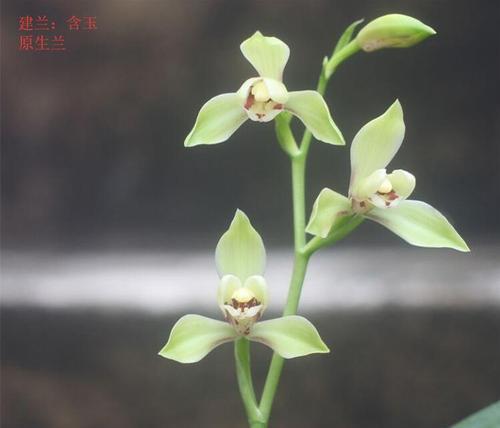 兰草的正确养殖技巧是什么？