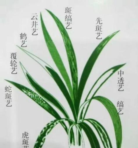 兰草的正确养殖技巧是什么？