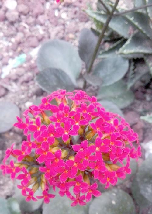 长寿花的外观特征有哪些？