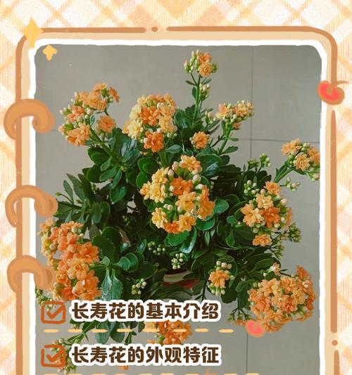 长寿花的外观特征有哪些？