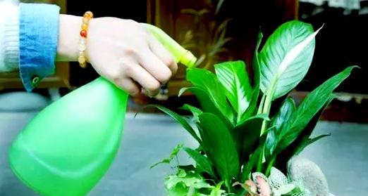用什么浇花好？选择合适的浇花方法和材料有哪些？