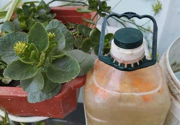 用什么浇花好？选择合适的浇花方法和材料有哪些？