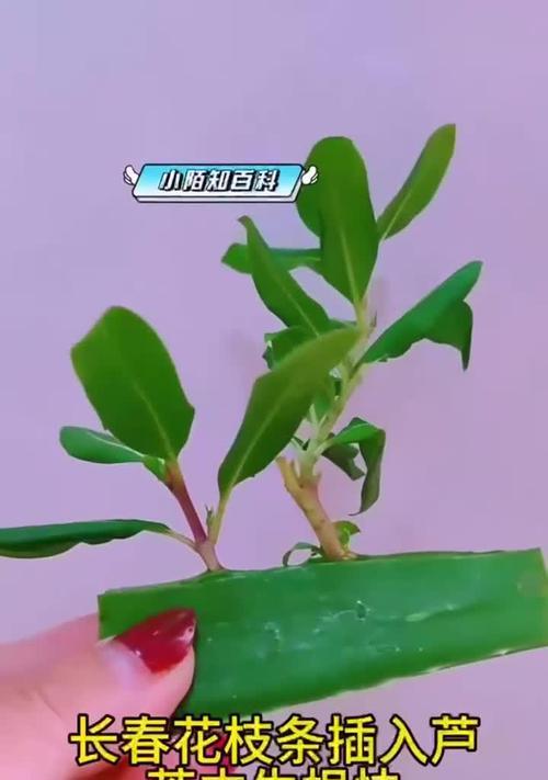 长春花扦插需要注意哪些事项？如何确保长春花扦插的成功？