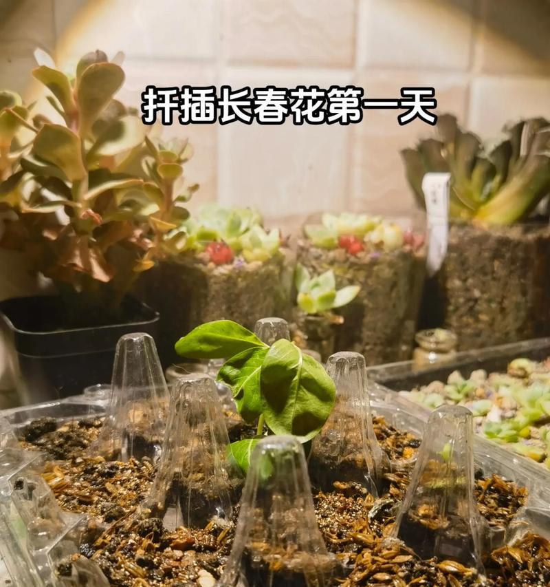长春花扦插需要注意哪些事项？如何确保长春花扦插的成功？