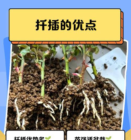 长春花扦插需要注意哪些事项？如何确保长春花扦插的成功？