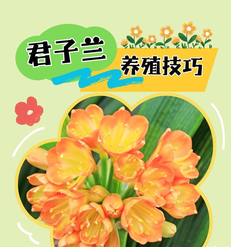 君子兰的正确养殖方法是什么？