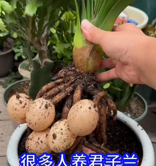 君子兰的正确养殖方法是什么？