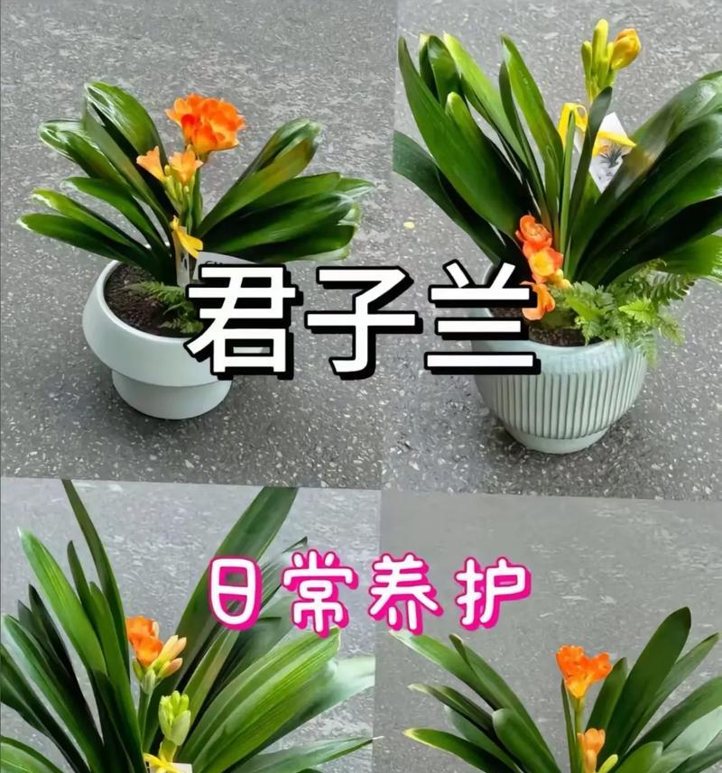 君子兰的正确养殖方法是什么？