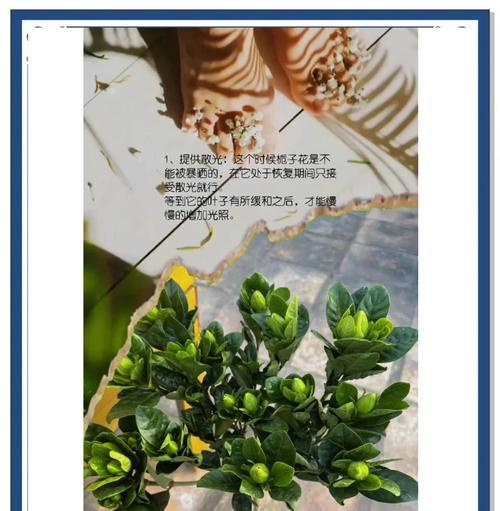 栀子花生根困难怎么办？