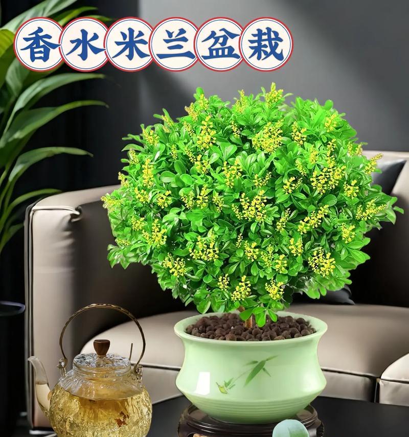 米兰花怎么养？米兰花的养殖方法和注意事项是什么？