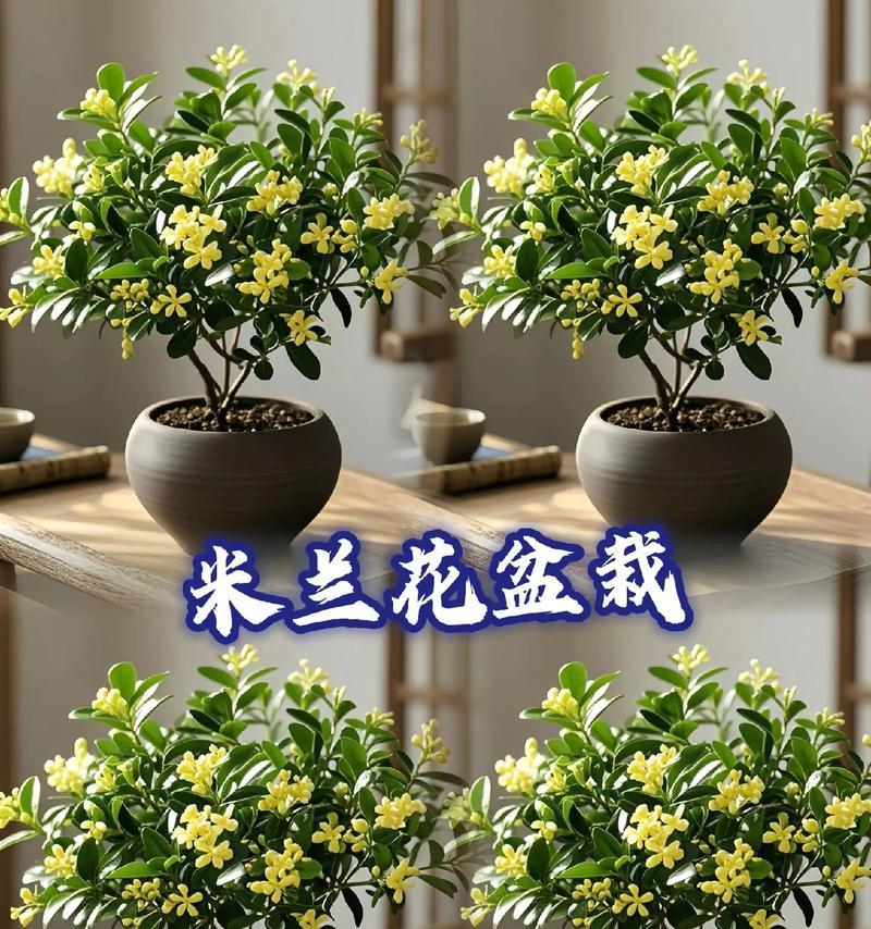 米兰花怎么养？米兰花的养殖方法和注意事项是什么？