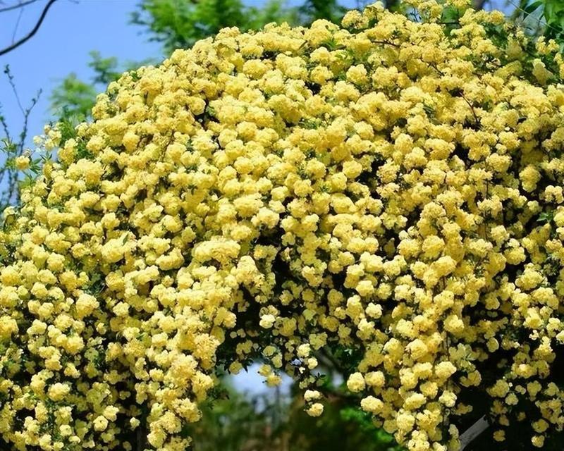 木香花的种植步骤详解？怎样保证木香花健康成长？