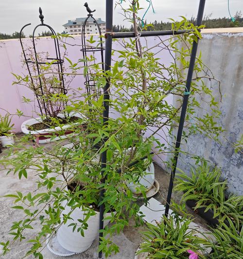 木香花的种植步骤详解？怎样保证木香花健康成长？