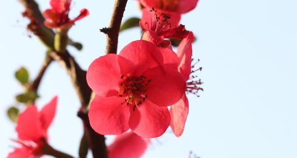 哪个梅花品种最好？如何选择最佳的梅花品种？