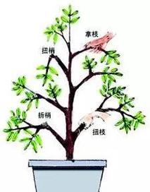 栀子花修剪的最佳时机和方法是什么？