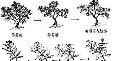 栀子花修剪的最佳时机和方法是什么？