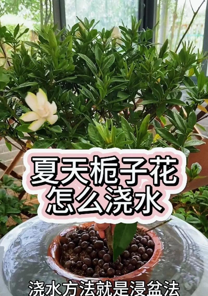 栀子花修剪的最佳时机和方法是什么？