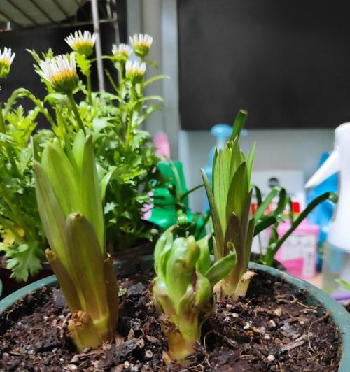百合种子发芽需要多长时间？