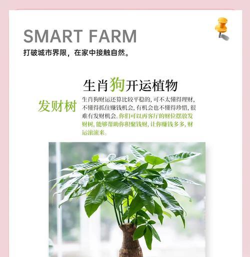发财树施肥的最佳时机是什么时候？应该使用什么肥料？