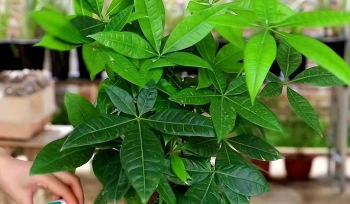 发财树施肥的最佳时机是什么时候？应该使用什么肥料？