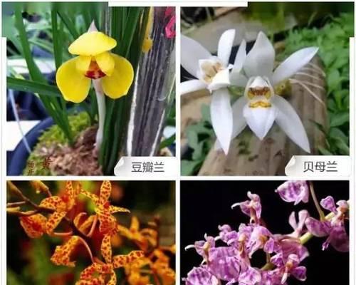 兰花有哪些保护品种？如何进行保护？