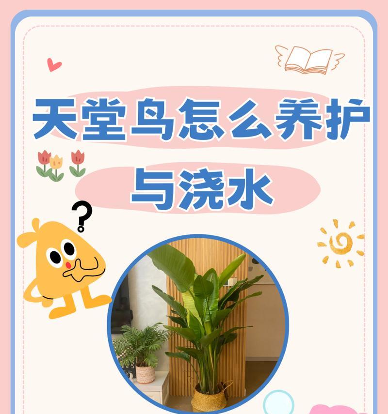 鹤望兰的养殖方法和常见问题解答？