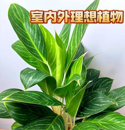 万年青的养殖方法？如何保持万年青健康生长？