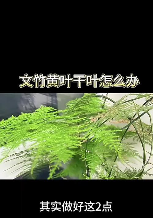 文竹叶子发黄怎么办？如何恢复绿色？