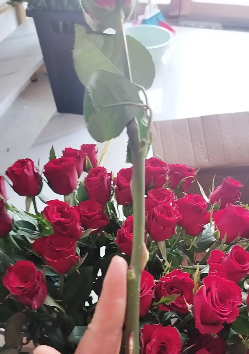 红玫瑰的种植步骤详解？怎样才能种出美丽的红玫瑰？