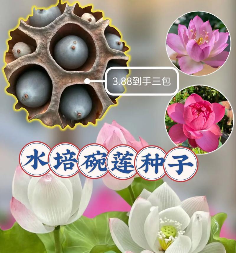 碗莲的种植和养护技巧有哪些？