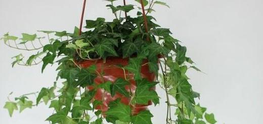 常春藤属于什么植物种类？常春藤的养护要点有哪些？