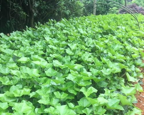 常春藤属于什么植物种类？常春藤的养护要点有哪些？
