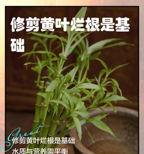 竹子叶子变黄的原因是什么？如何预防和处理？