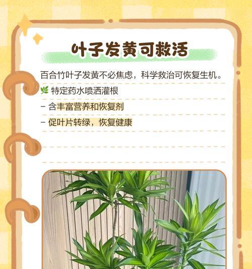 竹子叶子变黄的原因是什么？如何预防和处理？