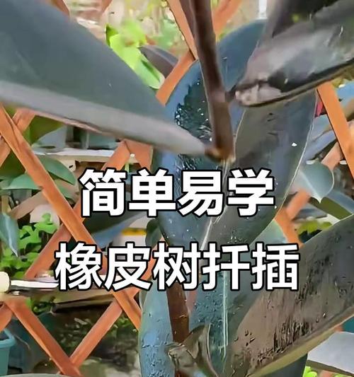 橡皮树叶子清洁方法是什么？