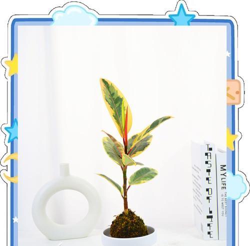 橡皮树叶子清洁方法是什么？