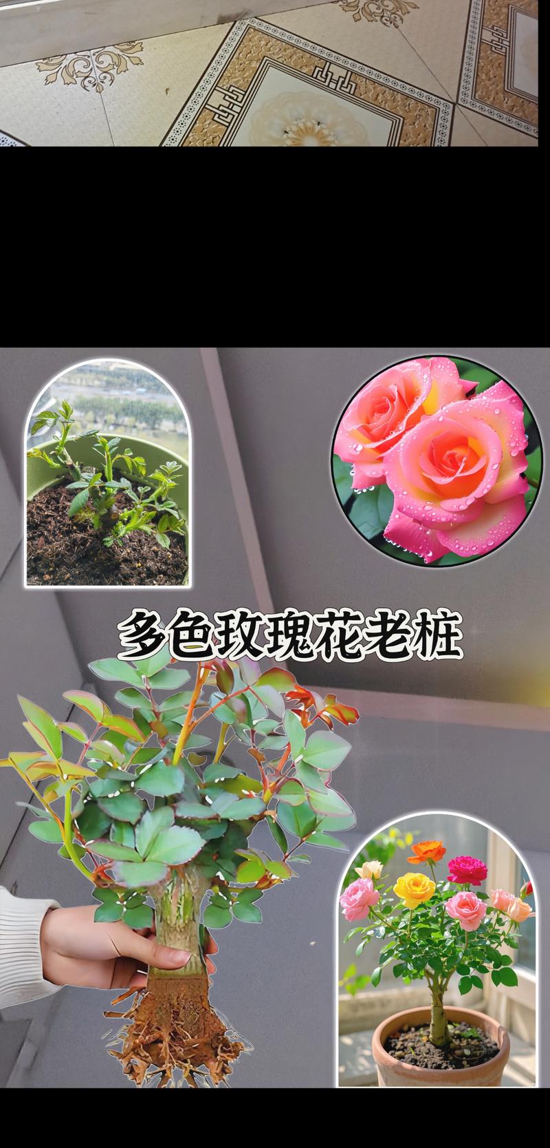 玫瑰花的种植方法和注意事项是什么？