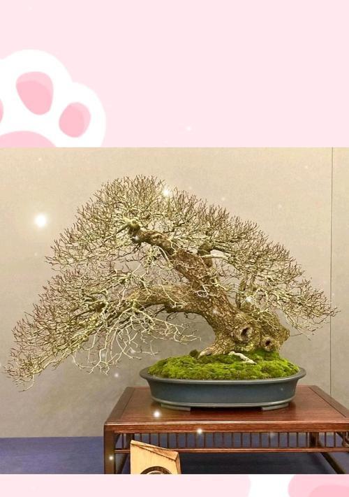 盆景换土的正确步骤是什么？