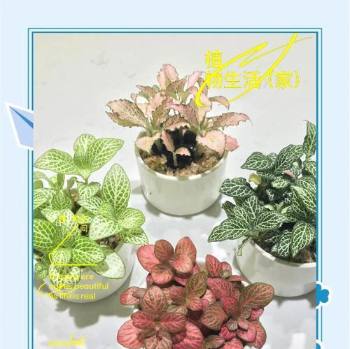 网纹草叶子萎蔫的解决办法是什么？