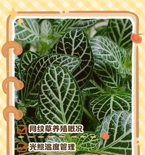 网纹草叶子萎蔫的解决办法是什么？