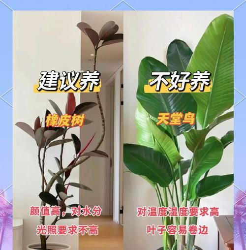 最新花卉品种有哪些？如何挑选适合家庭的最新花卉？