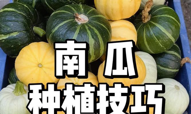 南瓜盆栽种植的要点是什么？如何管理使其结果？