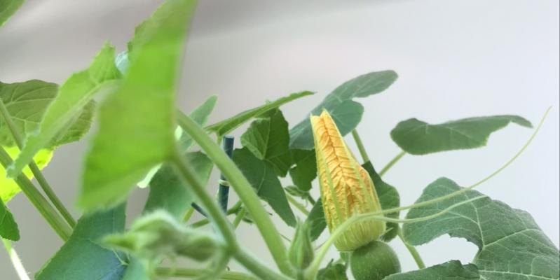 南瓜盆栽种植的要点是什么？如何管理使其结果？